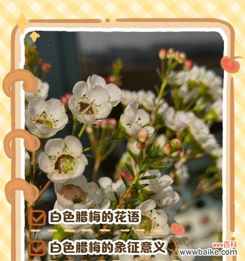 早安的腊梅花语是什么呢?腊梅花语有哪些特别之处?