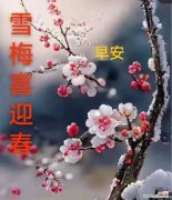 早安的腊梅花语是什么呢？腊梅花语有哪些特别之处？
