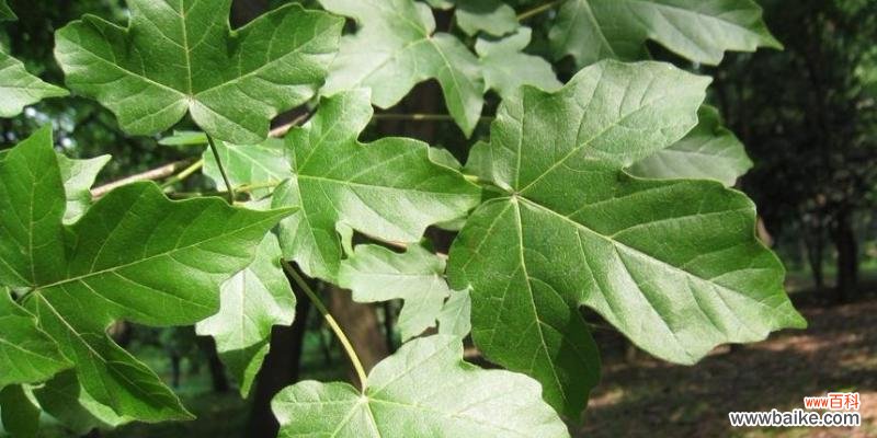 槭树的花语和象征是什么？槭树花语有何特别含义？