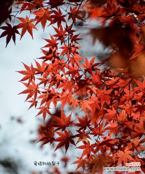槭树的花语和象征是什么？槭树花语有何特别含义？