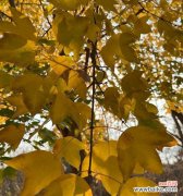 槭树的花语和象征是什么？槭树花语有何特别含义？