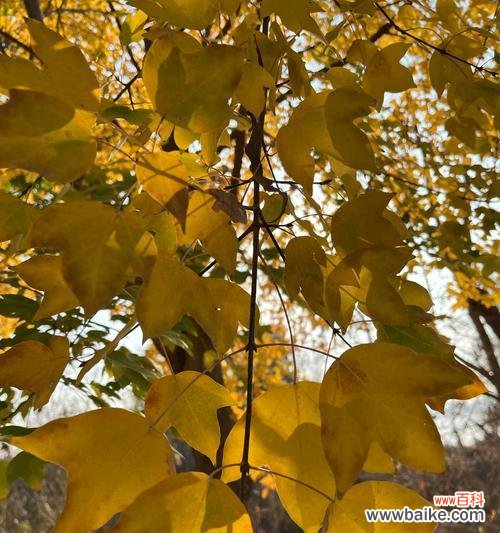 槭树的花语和象征是什么？槭树花语有何特别含义？