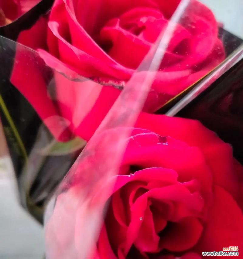 三朵玫瑰的花语和寓意是什么?