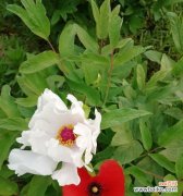 花开如诗，芬芳盛放的龙须牡丹之美 龙须牡丹