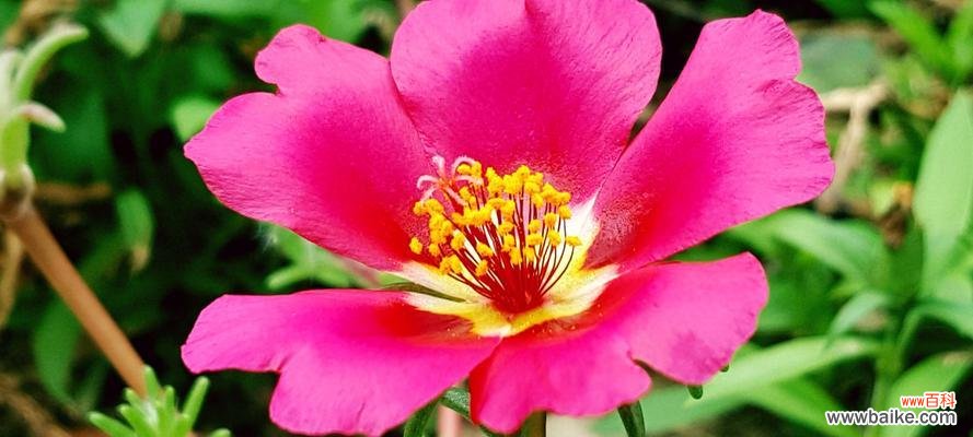 花开如诗，芬芳盛放的龙须牡丹之美 龙须牡丹