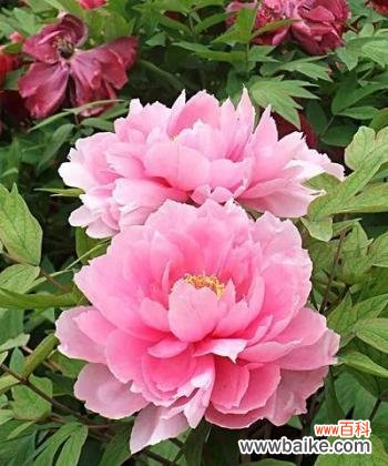 花开如诗，芬芳盛放的龙须牡丹之美 龙须牡丹