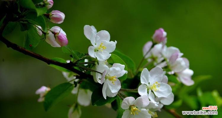 探寻龙须海棠花朵的深意 龙须海棠的花语