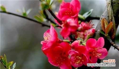 探寻龙须海棠花朵的深意 龙须海棠的花语