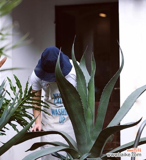 探寻龙舌兰花的花语与美丽之谜 龙舌兰花