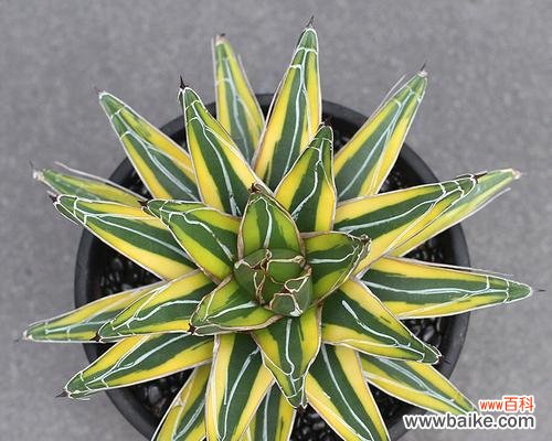 探寻龙舌兰花的花语与美丽之谜 龙舌兰花