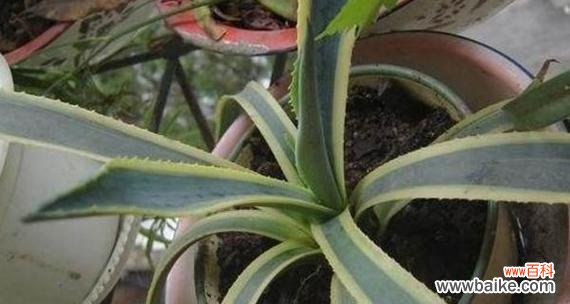 探寻龙舌兰花的花语与美丽之谜 龙舌兰花