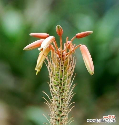 揭开芦荟花背后的花语之谜 芦荟花的花语与独特魅力