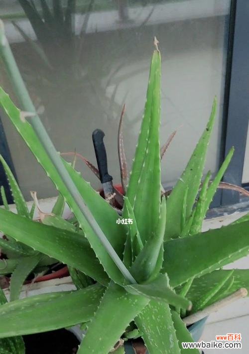 揭开芦荟花背后的花语之谜 芦荟花的花语与独特魅力