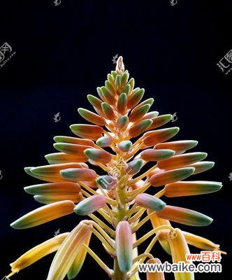 探秘芦荟花的传说与奇妙之处 芦荟花的花语与神奇功效