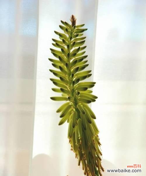 揭开芦荟花背后的15个深意，带你领略大自然的智慧 芦荟花语与其美妙的寓意