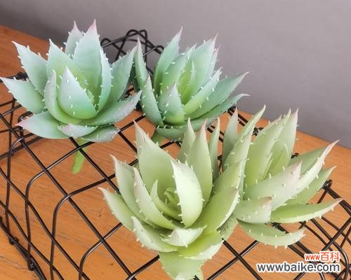 揭示芦荟多肉植物的花语意义,探索它们与人类生命之间的奇妙联系 芦荟多肉植物的花语