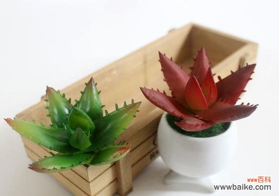 揭示芦荟多肉植物的花语意义,探索它们与人类生命之间的奇妙联系 芦荟多肉植物的花语