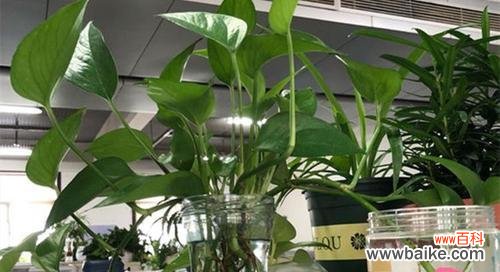 绿萝之美 绿萝之美