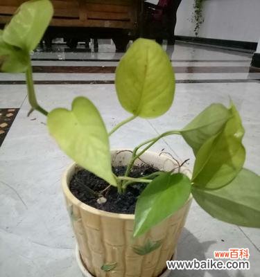 绿萝之美 绿萝之美