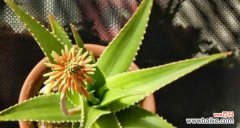 揭秘芦荟的象征意义及其文化内涵 芦荟