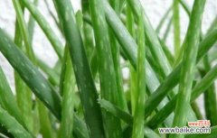 芦荟开花的奇迹及其象征意义 芦荟开花花语