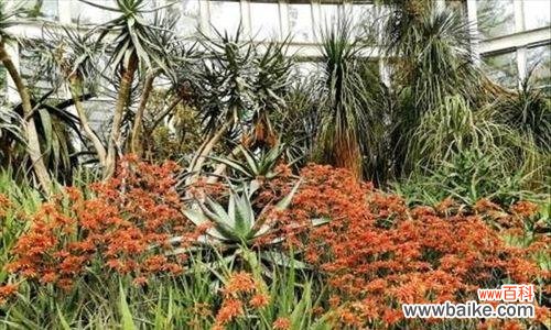 芦荟开花的奇迹及其象征意义 芦荟开花花语