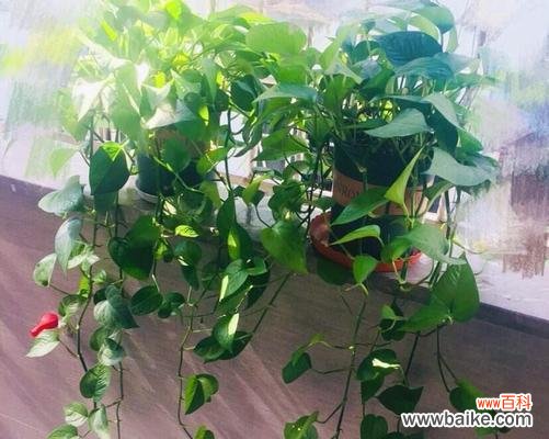 探索绿萝开花的象征意义及养护方法 绿萝开花的寓意