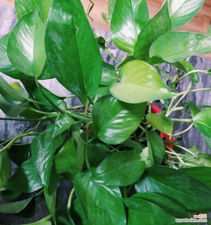 探索绿萝开花的象征意义及养护方法 绿萝开花的寓意