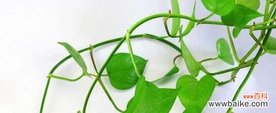 解码绿萝的花言巧语,绿意盎然,福气相伴 绿萝花语解读