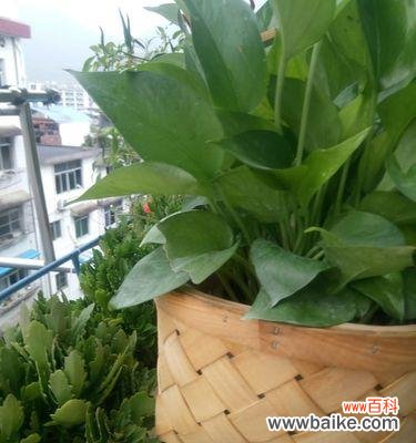 点亮心灵的绿意 绿萝——生命的希望