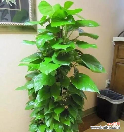 点亮心灵的绿意 绿萝——生命的希望