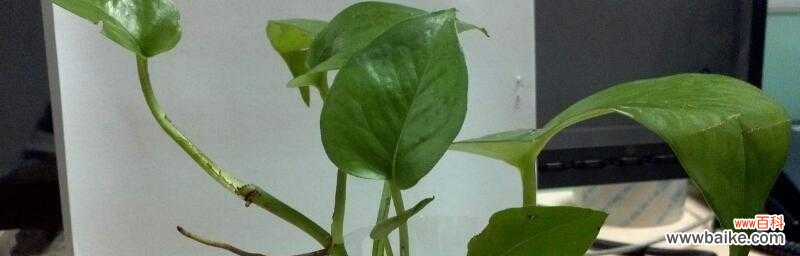 探索年轻人的情感表达方式——绿萝，一种新兴网络语言 绿萝