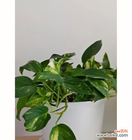 绿萝的寓意及其在日常生活中的意义 绿萝