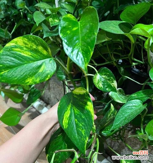 绿萝的寓意及其在日常生活中的意义 绿萝