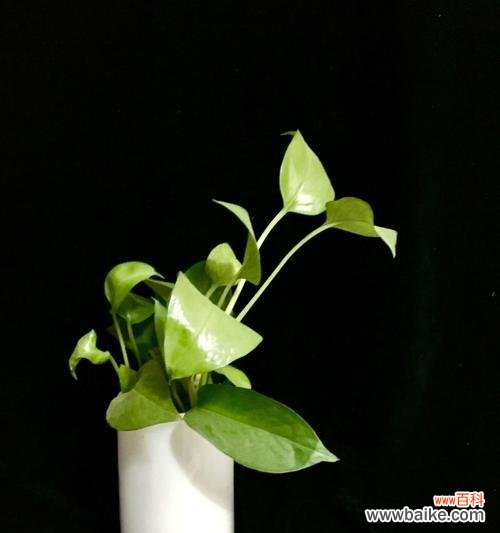 绿萝花开的象征与寓意 绿萝开花