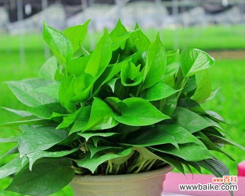 绿萝花开的象征与寓意 绿萝开花