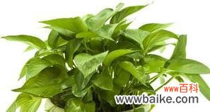 探寻绿萝开花的神奇之谜 绿萝开花,象征着生命的奇迹