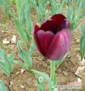 探寻黑郁金香背后的含义与故事 黑郁金香的神秘花语