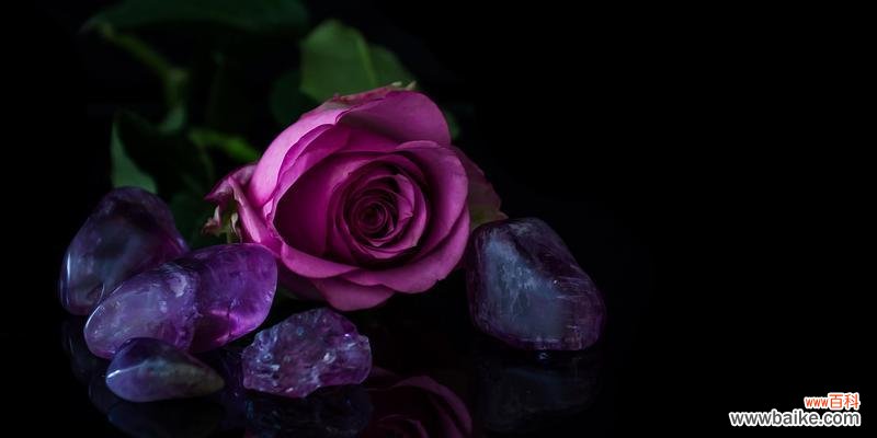 深邃神秘的黑色玫瑰散发着什么样的情感与意义 黑色玫瑰花的花语