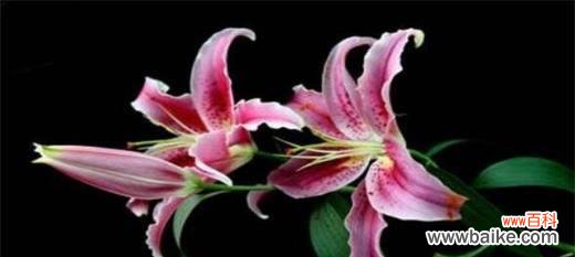 红百合 红百合花语与爱情的美好传承