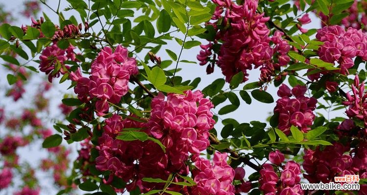 唤醒心灵的美丽使者 红花刺槐花语