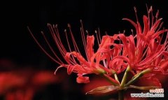 盛开如火的红花石蒜传递着希望与勇气 红花石蒜花语