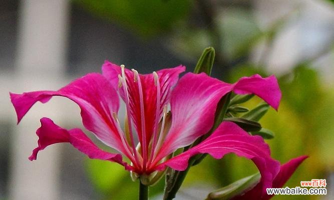 探寻红花羊蹄甲所传递的花语之美 红花羊蹄甲的花语及其寓意