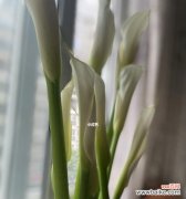 探索红马蹄莲花的隐藏信息 红马蹄莲花的花语与美丽