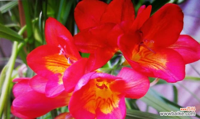 信教的花语代表什么?