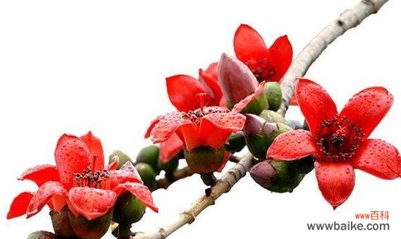 干柳的花语和寓意有何深意？