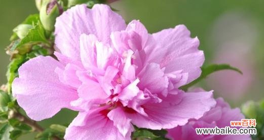 送给老大的花语是什么？哪种花最合适？