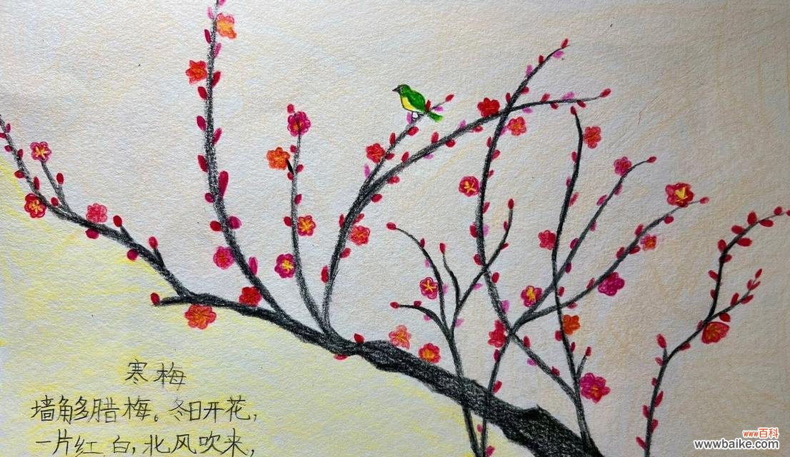 寒梅的花语代表什么含义？