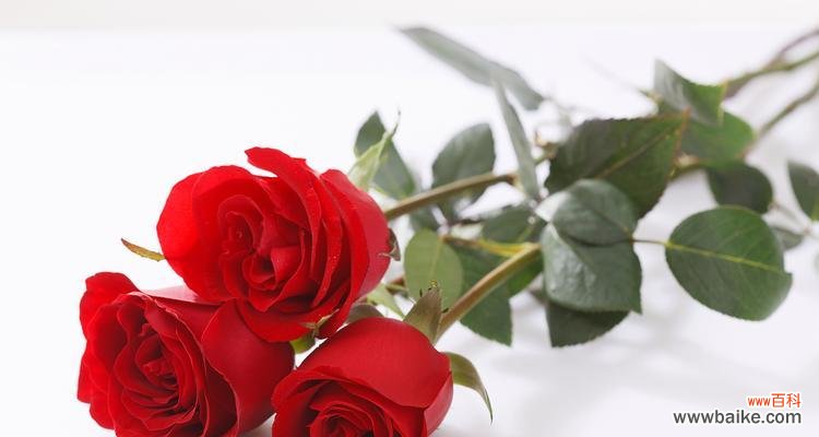 深夜送玫瑰合适吗？女生应该送什么花？