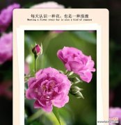 无用的爱情在花语中如何表达？